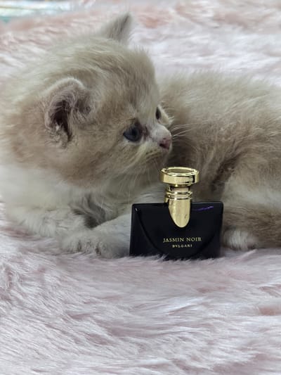Bvlgari Omnia Jasmin Noir edt 5ml Official Miniature for women_img_1